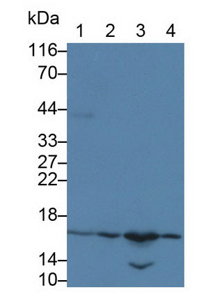 Western Blot; Sample: Lane1: Rat Lung lysate; Lane2: Rat Colon lysate; Lane3: 3T3-L1 cell lysate; Lane4: SGC7901 cell lysate; Primary Ab: 0.2ug/ml Mouse Anti-Rat EDN1 Antibody; Second Ab: 0.2ug/mL HRP-Linked Caprine Anti-Mouse IgG Polyclonal Antibody