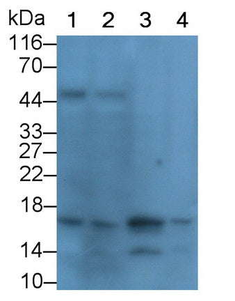 Endothelin 1 (EDN1) Monoclonal Antibody - image 3