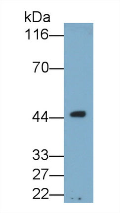 Osteonectin (ON) Monoclonal Antibody - image 2