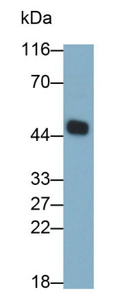 Caspase 8 (CASP8) Monoclonal Antibody - image 2