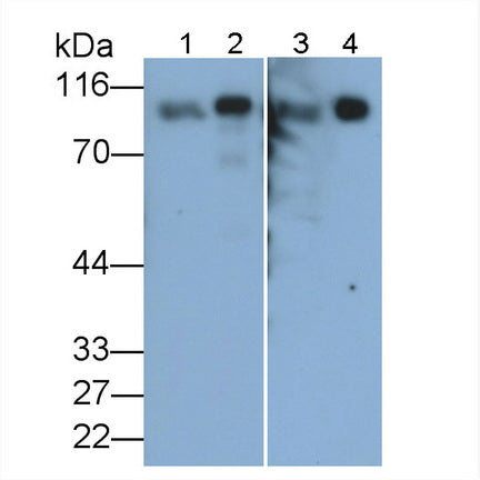 Angiotensin I Converting Enzyme 2 (ACE2) Monoclonal Antibody - image 2