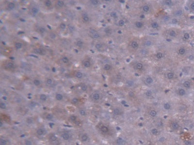 Angiotensin III (AngIII) Monoclonal Antibody - image 3