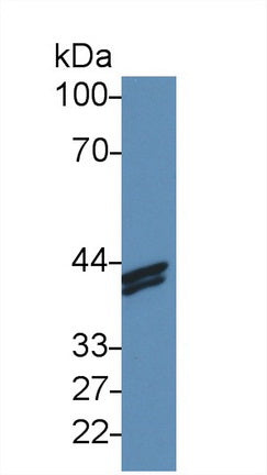H2A Histone Family, Member Z (H2AFZ) Polyclonal Antibody - image 2