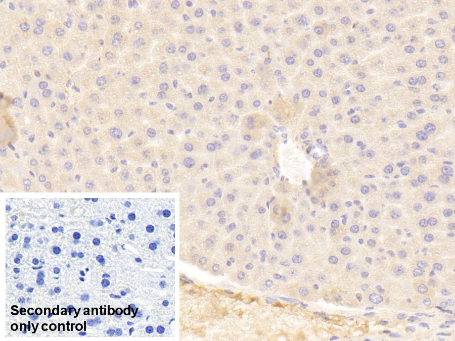 Western Blot; Sample: Lane1: Mouse Serum; Lane2: Mouse Plasma; Lane3: Mouse Placenta lysate; Lane4: Mouse Cerebrum lysate; Lane5: Rat Serum; Lane6: Rat Plasma; Primary Ab: 0.5ug/ml Rabbit Anti-Mouse a2M Antibody; Second Ab: 0.2ug/mL HRP-Linked Caprine Anti-Rabbit IgG Polyclonal Antibody