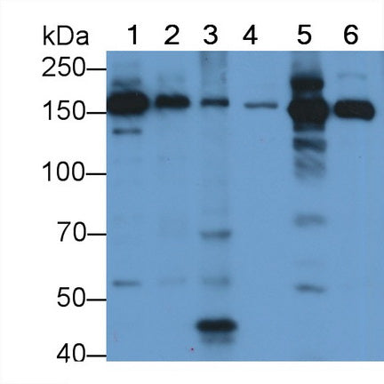 Pregnancy Zone Protein (PZP) Polyclonal Antibody - image 5
