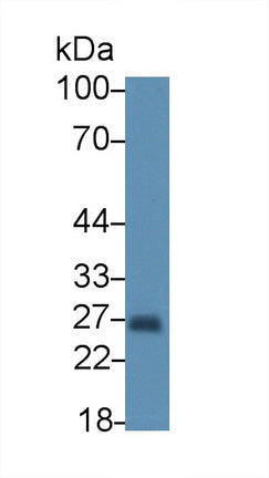 Monocyte To Macrophage Differentiation Associated Protein (MMA) Polyclonal Antibody - image 2