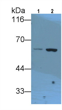 Lecithin Cholesterol Acyltransferase (LCAT) Monoclonal Antibody - image 2