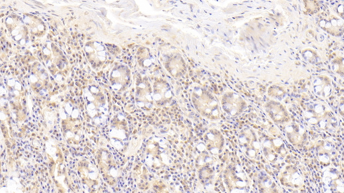 DAB staining on IHC-P; Sample: Human Spleen Tissue; Primary Ab: 30ug/ml Mouse Anti-Human DAF Antibody; Second Ab: 2ug/mL HRP-Linked Caprine Anti-Mouse IgG Polyclonal Antibody