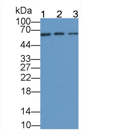Cluster Of Differentiation 55 (CD55) Monoclonal Antibody - image 5