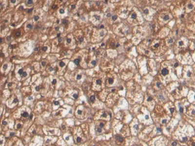 Western Blot; Samples: Lane1: Human Serum; Lane2: Human Plasma; Primary Ab: 0.02ug/ml Mouse Anti-Human Hpt Antibody Second Ab: 0.2ug/ml HRP-Linked Caprine Anti-Mouse IgG Polyclonal Antibody