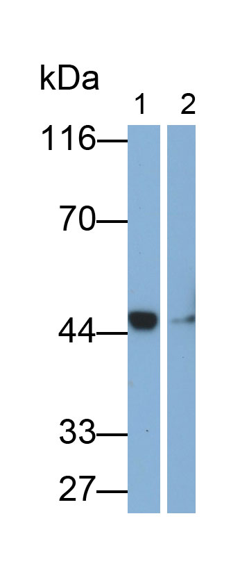 Western Blot; Sample: Lane1: Rat Testis lysate; Lane2: Rat Liver lysate; Primary Ab: 0.2ug/ml Mouse Anti-Human Hpt Antibody; Second Ab: 0.2ug/mL HRP-Linked Caprine Anti-Mouse IgG Polyclonal Antibody