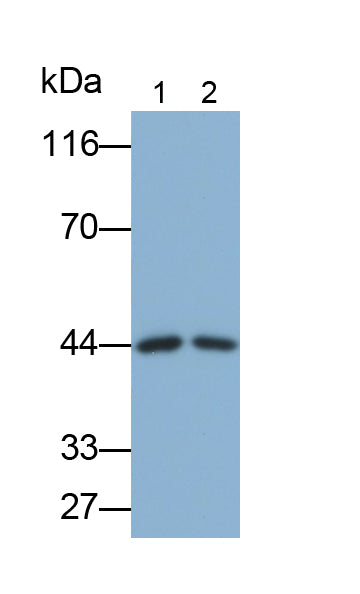 Western Blot; Sample: Rat Heart lysate; Primary Ab: 3ug/ml Mouse Anti-Human Hpt Antibody; Second Ab: 0.2ug/mL HRP-Linked Caprine Anti-Mouse IgG Polyclonal Antibody