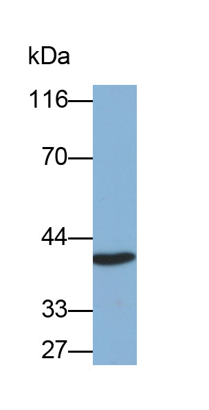 Haptoglobin (Hpt) Monoclonal Antibody - image 5