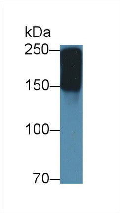 Mouse Hepa1-6 cell was fixed with 2% paraformaldehyde