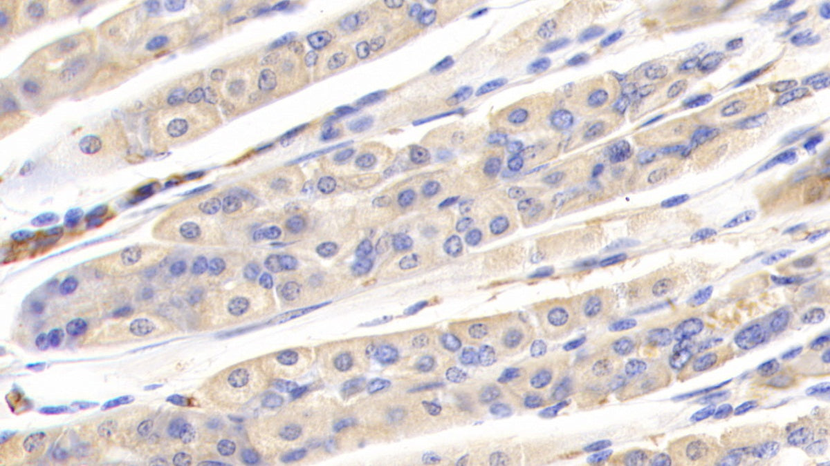 DAB staining on IHC-P; Samples: Mouse Testis Tissue; Primary Ab: 20ug/ml Rabbit Anti-Mouse a2M Antibody; Second Ab: 2ug/mL HRP-Linked Caprine Anti-Rabbit IgG Polyclonal Antibody