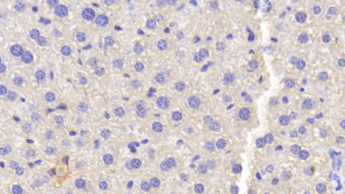 Pregnancy Zone Protein (PZP) Polyclonal Antibody - image 5
