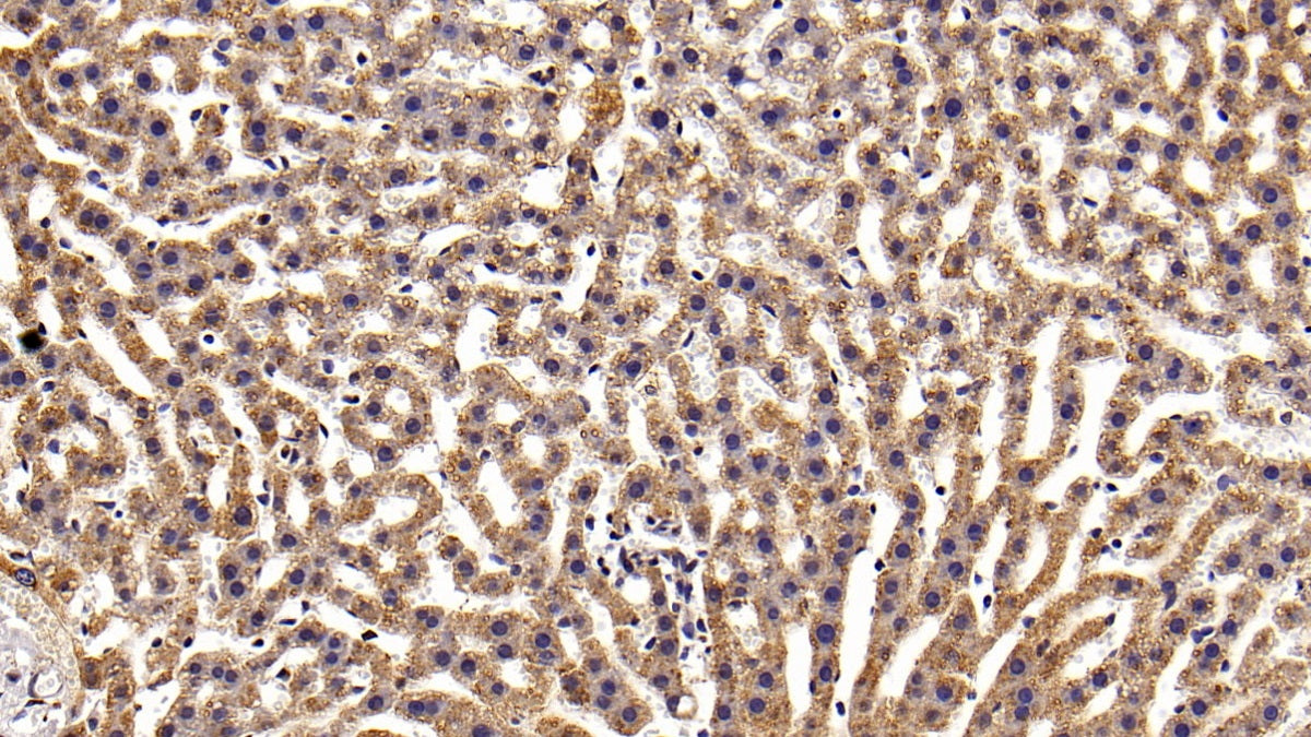 DAB staining on IHC-P; Sample: Rat Kidney Tissue; Primary Ab: 20ug/ml Mouse Anti-Multi-species STAT3 Antibody; Second Ab: 2ug/mL HRP-Linked Caprine Anti-Mouse IgG Polyclonal Antibody