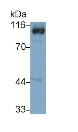 Angiotensin I Converting Enzyme 2 (ACE2) Monoclonal Antibody - image 2