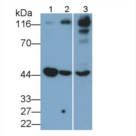 Angiotensin I Converting Enzyme 2 (ACE2) Monoclonal Antibody - image 2