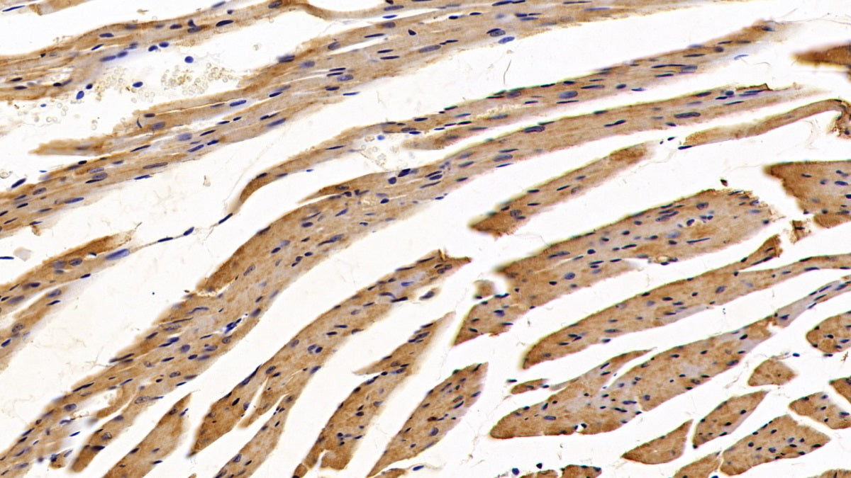 Protein Disulfide Isomerase (PDI) Polyclonal Antibody - image 2