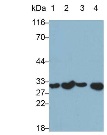 Interleukin 1 Beta (IL1b) Monoclonal Antibody - image 2