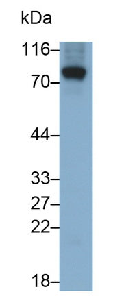 Amiloride Binding Protein 1 (ABP1) Monoclonal Antibody - image 2