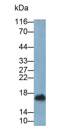 Interleukin 10 (IL10) Monoclonal Antibody - image 2