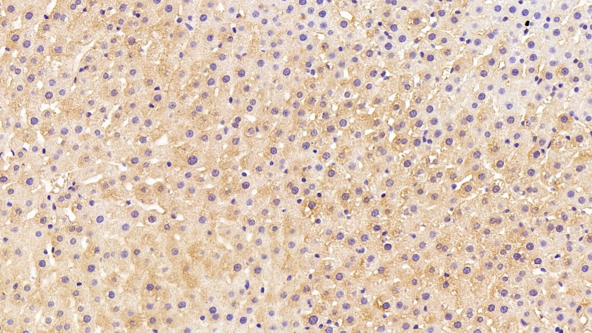 4-Hydroxyphenylpyruvate Dioxygenase (HPD) Monoclonal Antibody - image 2
