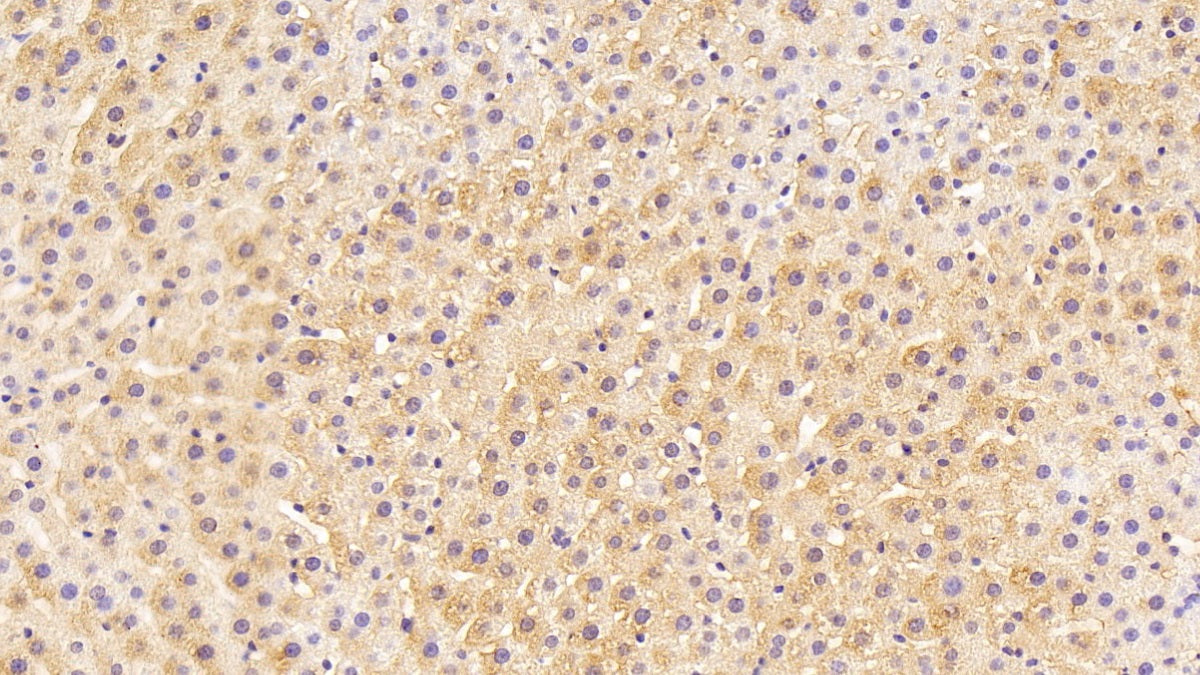 4-Hydroxyphenylpyruvate Dioxygenase (HPD) Monoclonal Antibody - image 2
