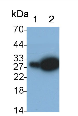 Neutrophil gelatinase-associated lipocalin (NGAL) Monoclonal Antibody - image 4