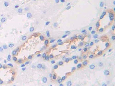 Western Blot; Sample: Porcine Cerebrum lysate Primary Ab: 5ug/ml Rabbit Anti-Multi-species UMOD Antibody Second Ab: 0.2ug/mL HRP-Linked Caprine Anti-Rabbit IgG Polyclonal Antibody