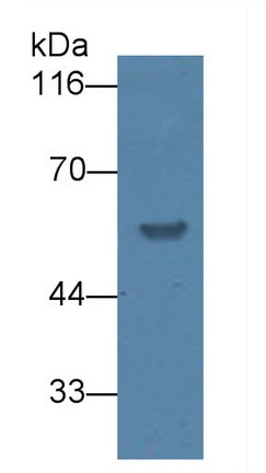 Uromodulin (UMOD) Polyclonal Antibody - image 3