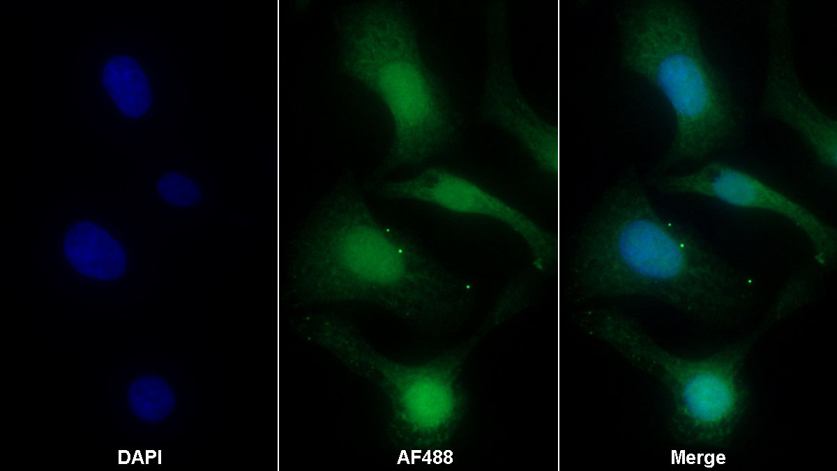 Myxovirus Resistance 2 (MX2) Monoclonal Antibody - image 2