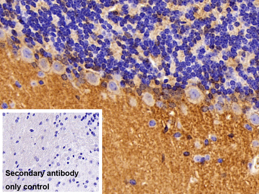 Western Blot; Sample: Mouse Cerebellum lysate; Primary Ab: 0.1ug/ml Rabbit Anti-Human NPTN Antibody; Second Ab: 0.2ug/ml HRP-Linked Caprine Anti-Rabbit IgG Polyclonal Antibody