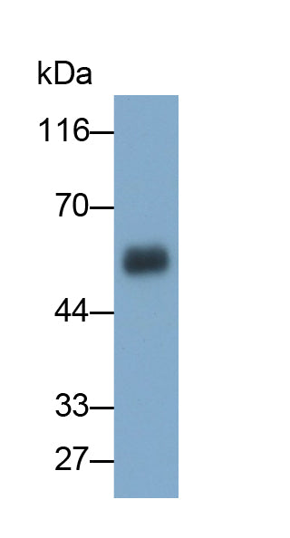 Neuroplastin (NPTN) Polyclonal Antibody - image 3