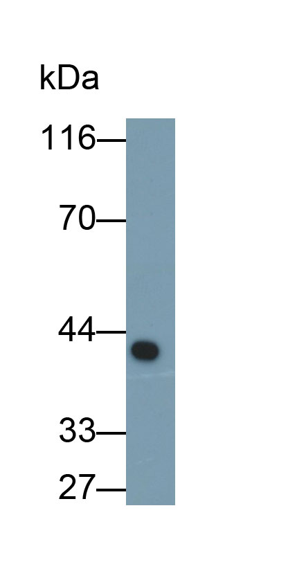 Paraoxonase 1 (PON1) Monoclonal Antibody - image 2