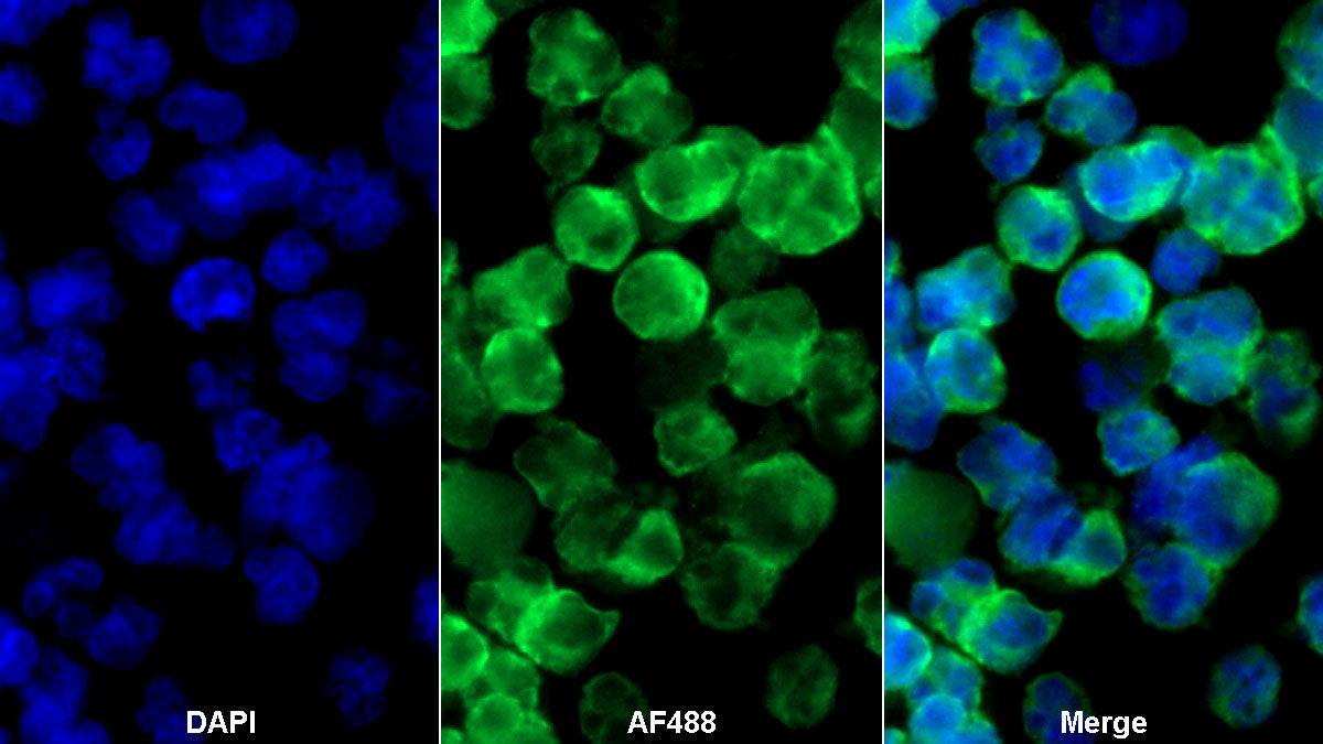 Western Blot; Sample: Rat Kidney lysate Primary Ab: 0.2ug/ml Mouse Anti-Rat CD19 Antibody Second Ab: 0.2ug/ml HRP-Linked Caprine Anti-Mouse IgG Polyclonal Antibody