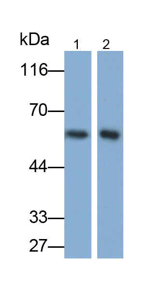 Cluster Of Differentiation 19 (CD19) Monoclonal Antibody - image 3
