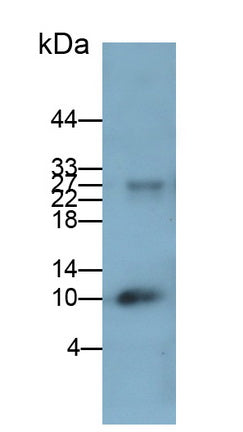 Calprotectin (CALPRO) Monoclonal Antibody - image 2