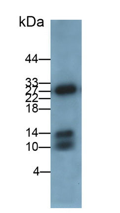 Calprotectin (CALPRO) Monoclonal Antibody - image 2