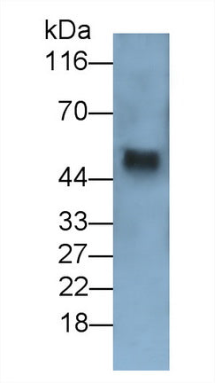 Transforming Growth Factor Beta 1 (TGFb1) Monoclonal Antibody - image 2