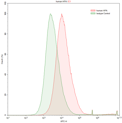 Anti-Heparanase (HPSE) Polyclonal Antibody - image 2