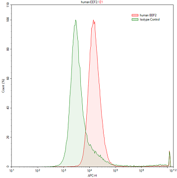 Anti-Eukaryotic Translation Elongation Factor 2 (EEF2) Polyclonal Antibody - image 2