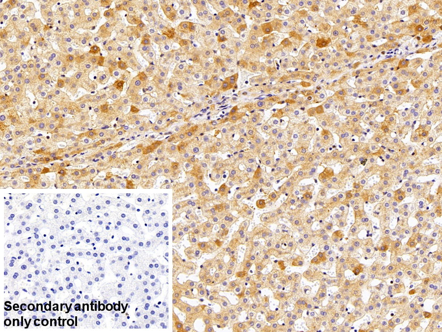 Antithrombin (AT) Polyclonal Antibody - image 4