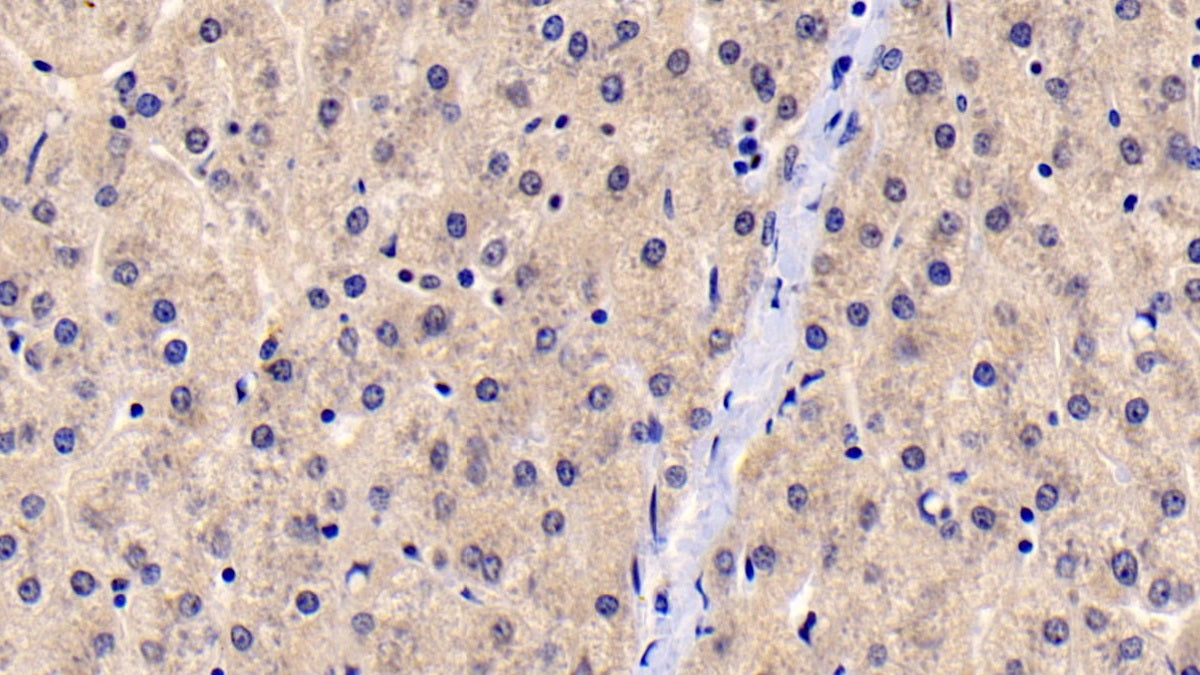 DAB staining on IHC-P; Sample: Porcine Kidney Tissue; Primary Ab: 30ug/ml Mouse Anti-Human CYPB Antibody; Second Ab: 2ug/mL HRP-Linked Caprine Anti-Mouse IgG Polyclonal Antibody
