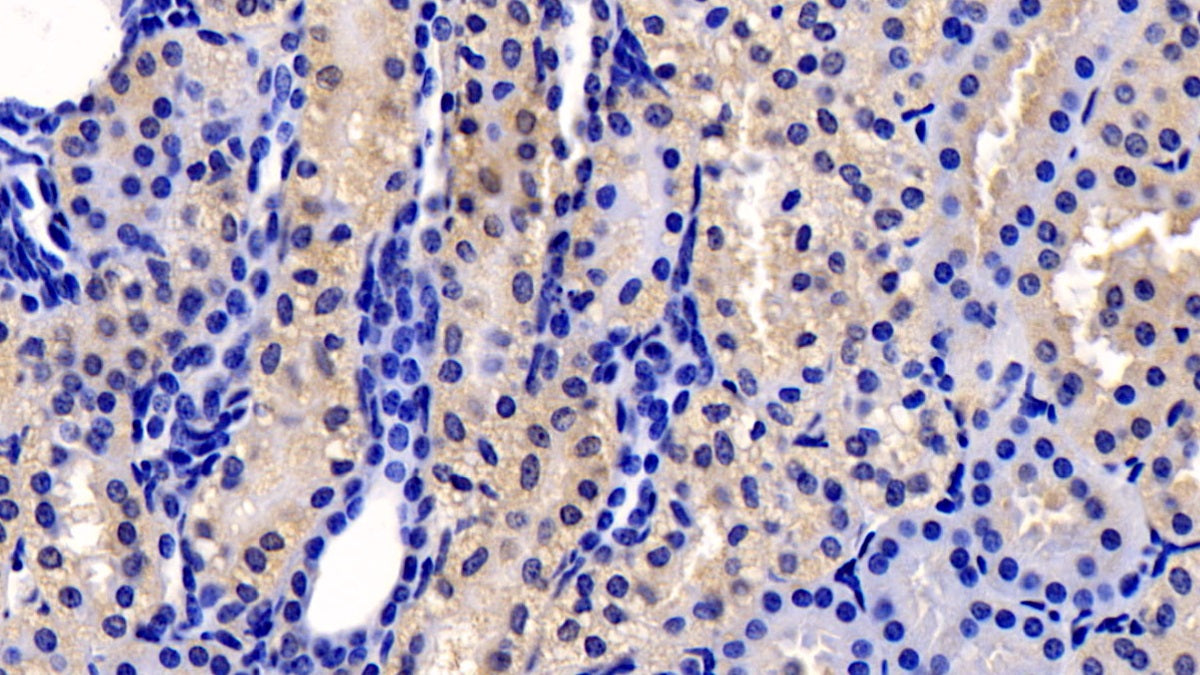 Western Blot; Sample: Lane1: Hela cell lysate; Lane2: Porcine Liver lysate Primary Ab: 0.2ug/ml Mouse Anti-Human CYPB Antibody Second Ab: 0.2ug/mL HRP-Linked Caprine Anti-Mouse IgG Polyclonal Antibody