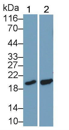 Cyclophilin B (CYPB) Monoclonal Antibody - image 4