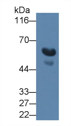 Transforming Growth Factor Beta 3 (TGFb3) Monoclonal Antibody - image 4