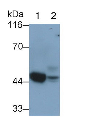 Alpha-2-Glycoprotein 1, Zinc Binding (aZGP1) Monoclonal Antibody - image 3