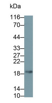 Vasoactive Intestinal Peptide (VIP) Monoclonal Antibody - image 2